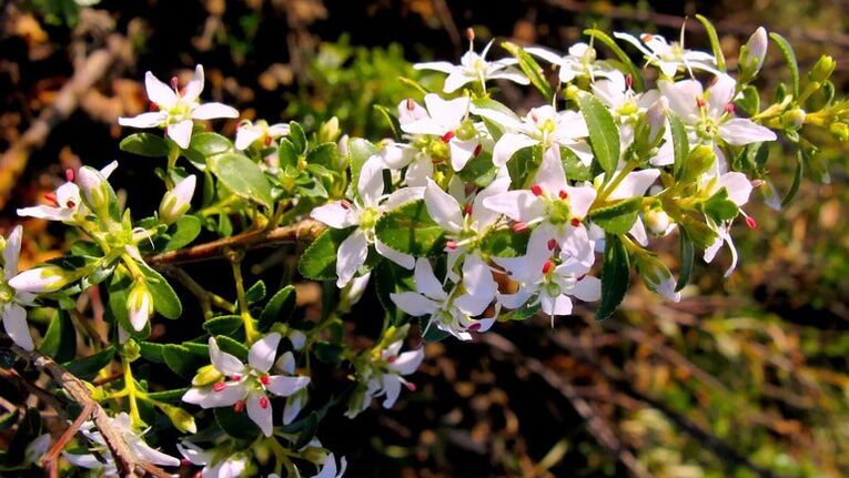 Buk follas en Cystolax