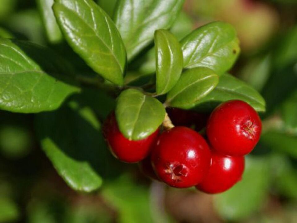 Cranberry para a cistite nas mulleres